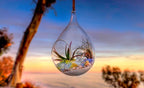 SuperMoss Beach Terrarium DIY Kit – Create Stunning Nature-Inspired Mini - Image 3
