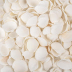 Natural Tiny Sea Shells Small White Clam Shells by WeDoSoy