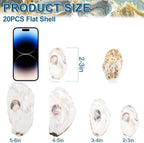 QICQDRAM 20PCS Flat Oyster Shells 2-3" Small Natural White Shells - Image 2