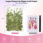 12“ Large Bulk Summer Dried Pressed Flowers - Image 2