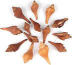 20 PCS+ Small Conch Shells Natural Sea Shells, Fish Tank and Vase Filler by Unknown