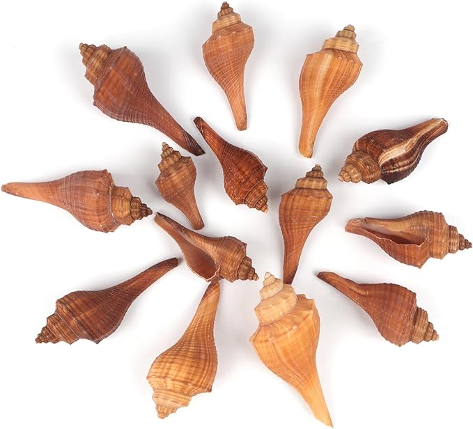 20 PCS+ Small Conch Shells Natural Sea Shells, Fish Tank and Vase Filler by Unknown