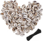 150 PCS White 0.63"-0.71" Natural Strong Cowrie Shell Beads Smooth Cut Oval - Image 7
