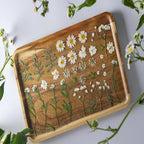 36Pcs Dried Pressed Flowers for Resin DIY Art Crafts Natural Dry Floral Daisy - Image 4