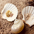 SEAJIAYI 6PCS Scallop Shells for Serving Food, Baking Shells Large Natural - Image 9