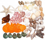 70+ Pcs 16 Kinds Natural Assorted Seashells 1.2"-3.5" - Image 4
