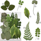 63 Pcs Real Dried Pressed Leaves Natural Dried Leaf - Image 3