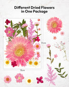 Dried Pressed Flowers, Resiners Dried Flowers - Image 7