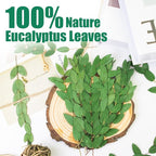 120Pcs Pressed Dried Eucalyptus Leaves - Image 3