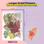 A4 Large Dried Pressed Flowers Red Maple Leaves - Image 2