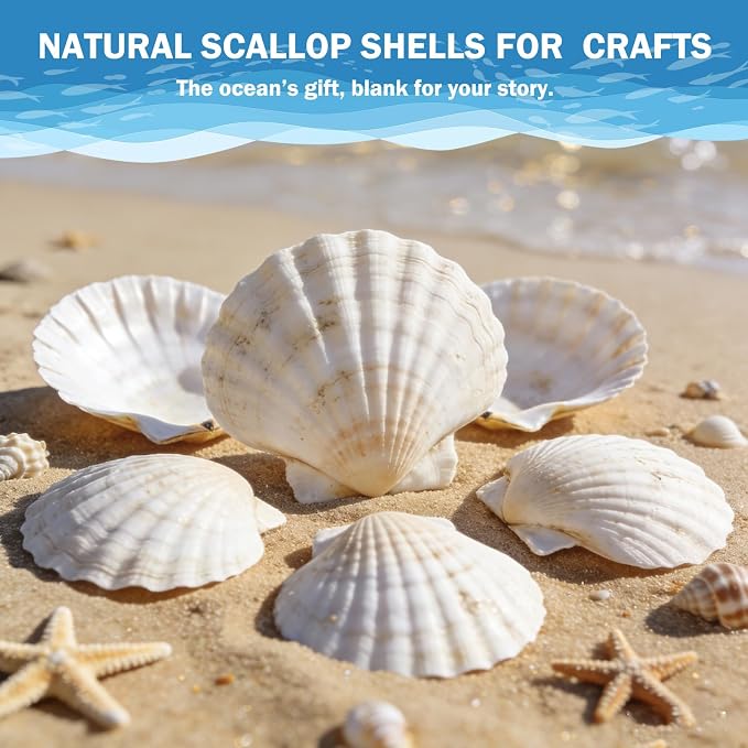 50 PCS 4-5 Inch Large Scallop Shells - Image 7