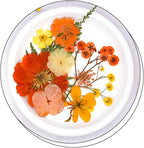 30Pcs Dried Pressed Flowers for Resin DIY Art Crafts Natural Dry Leaves Daisy - Image 3