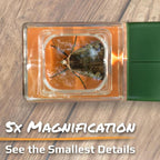 Carson BugView 5X Magnifying Glass Quick-Release Bug Catcher Indoor and Outdoor - Image 3