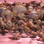 PPCLION 50pcs Tiny Strarfish&2000Pcs Tiny Mini Small Clam Sea Shells - Image 4