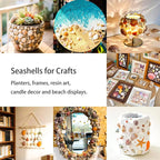 70+ Pcs 16 Kinds Natural Assorted Seashells 1.2"-3.5" - Image 6
