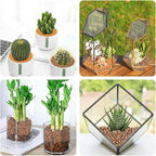 0.88 LB Brown Decorative Succulent Cactus Gravel, Terrarium Small Rocks | - Image 3