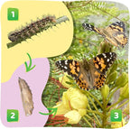 Insect Lore Raise and Release Butterfly Garden Kit – Caterpillar Habitat - Image 4