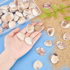 PH PandaHall 40~50pcs Tiny Scallop Sea Shells 24~29mm Ocean Beach Clam Craft - Image 3