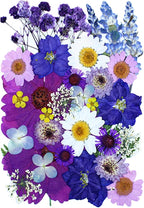 35Pcs Dried Pressed Flowers for Resin DIY Art Crafts Natural Dry Floral Daisy by TopFunny