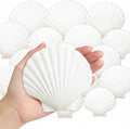 denking 20 PCS Large Scallop Shells 4-5 inch Natural White Seashells by Unknown