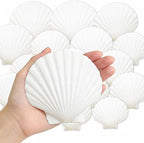 denking 20 PCS Large Scallop Shells 4-5 inch Natural White Seashells by Unknown