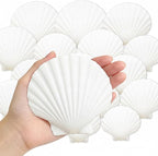 Denking 30 PCS Scallop Shells Mixed Sizes 3–5 Inch Natural White Seashells by Unknown
