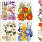 Dried Pressed Flowers by Buzidao