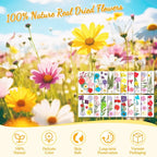 200 Pcs Dried Pressed Flowers for Crafts, 20 Sheets Real Dry Florals and Leaves - Image 4