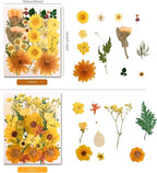 100 PCS Yellow Pressed Dried Flowers and Leaves - Image 2