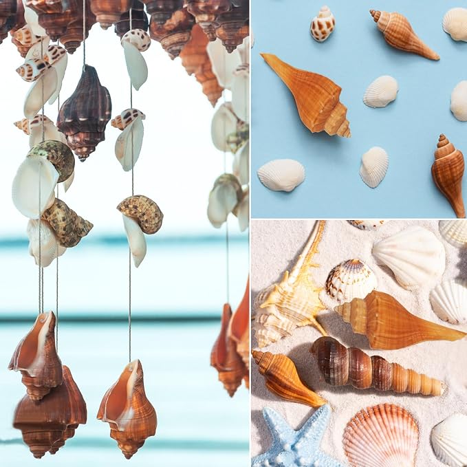 20 PCS+ Small Conch Shells Natural Sea Shells, Fish Tank and Vase Filler - Image 5
