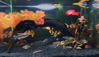 YISZM Aquarium Sand, 2lbs Black Fish Tank Sand, Aquarium Gravel Substrate - Image 7