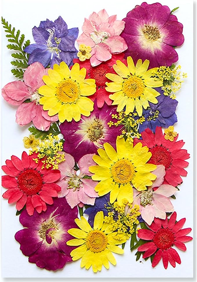 30Pcs Dried Pressed Flowers for Resin DIY Art Crafts Natural Dry Floral Daisy by TopFunny