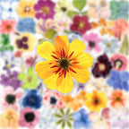 50PCS Transparent Flora Scrapbook Stickers, Flower-E | Vintage Aesthetic Flowers - Image 3
