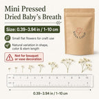 100Pcs Mini Dried Pressed White Baby's Breath Flowers Bulk - Image 2