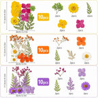 155 pcs Dried Flowers for Resin, Natural Flowers and Leaves Kit - Image 2