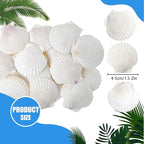 50 PCS Natural Sea Shells 1.6" to 2" White Scallop Shells - Image 2