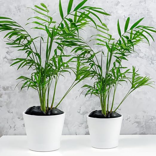 YISZM 5lbs Black Pebbles for Plants, 2-3 Inch High Polished Natural Large River - Image 5