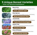 Bonsai Tree Kit for Beginners - Image 3