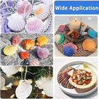 YUJUN 32PCS Natural Scallop Shells - Image 6