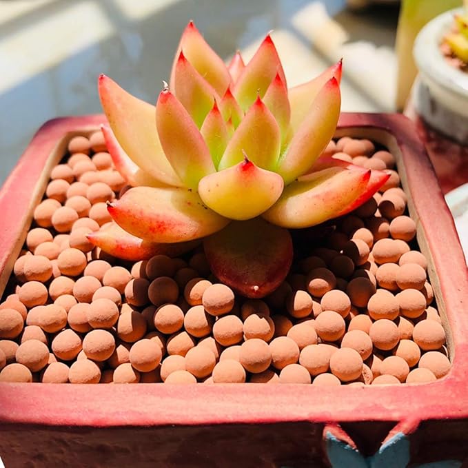Clay Pebbles Gardening Ceramsite Orchid Hydroponic Grow Media Clay Rocks - Image 4