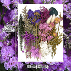 Vignee Real Dried Pressed Leaf Flowers-Multiple Colorful Pressed Flowers Daisies - Image 2
