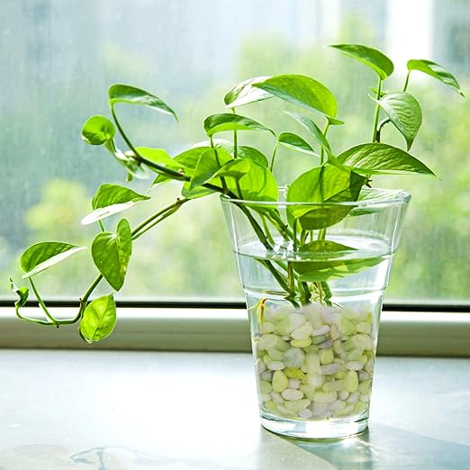 Pulovin 10 lbs Jade Pebbles for Indoor Plants, Decorative Pebbles for Bamboo - Image 6