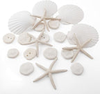 JQAQJU 20PCS Sea Shells for Crafting 3-4", Mini Sand Dollars Starfish Decor for by JQAQJU