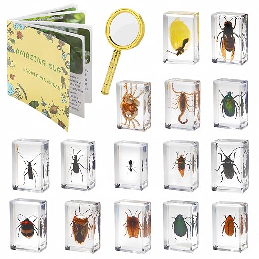 15 Insect specimens, Real Specimens of Various Butterflies and Beetles Made of by Unknown