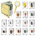 15 Insect specimens, Real Specimens of Various Butterflies and Beetles Made of by Unknown