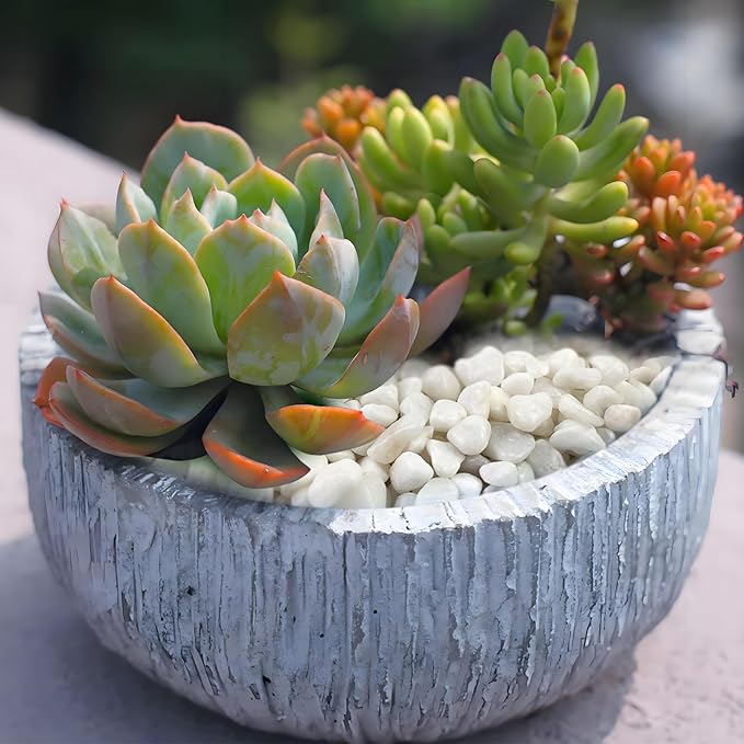 FANTIAN 5 lbs White Pebbles for Indoor Plants, 3/8 Inch Decorative White Gravel - Image 5