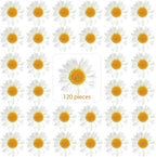 Nuanchu 120 Pcs Dried Pressed Flowers Daisies Pressed Dried Daisy Stickers by Nuanchu