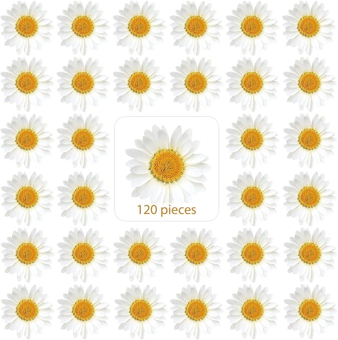 Nuanchu 120 Pcs Dried Pressed Flowers Daisies Pressed Dried Daisy Stickers by Nuanchu