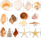 JQAQJU Sea Shells for Decorating 15PCS Large Seashells Starfish Conch for Beach - Image 2