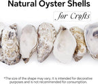 20PCS 3"-4" Medium Oyster Shells - Image 3